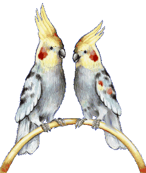 Imagen-animada-Loro-52.gif