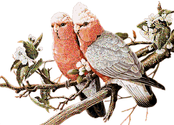 Imagen-animada-Loro-53.gif