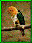 Imagen-animada-Loro-55.gif