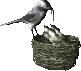 Imagen-animada-Nido-04.gif