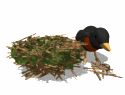 Imagen-animada-Nido-07.gif