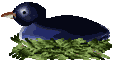 Imagen-animada-Nido-08.gif