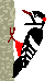 Imagen-animada-Pajaro-carpintero-01.gif