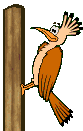 Imagen-animada-Pajaro-carpintero-02.gif