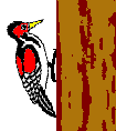 Imagen-animada-Pajaro-carpintero-04.gif
