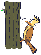 Imagen-animada-Pajaro-carpintero-05.gif