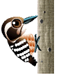 Imagen-animada-Pajaro-carpintero-06.gif