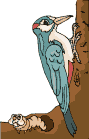 Imagen-animada-Pajaro-carpintero-09.gif