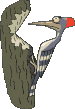 Imagen-animada-Pajaro-carpintero-10.gif