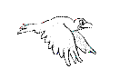 Imagen-animada-Paloma-04.gif