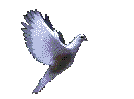 Imagen-animada-Paloma-17.gif