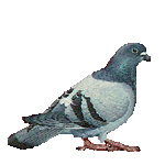 Imagen-animada-Paloma-18.gif