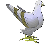 Imagen-animada-Paloma-20.gif