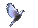 Imagen-animada-Paloma-21.gif