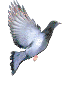 Imagen-animada-Paloma-22.gif