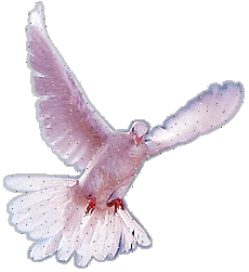 Imagen-animada-Paloma-23.gif