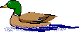 Imagen-animada-Pato-03.gif