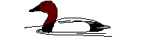 Imagen-animada-Pato-04.gif