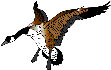 Imagen-animada-Pato-08.gif