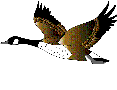 Imagen-animada-Pato-13.gif