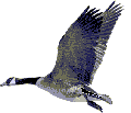 Imagen-animada-Pato-23.gif