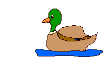 Imagen-animada-Pato-27.gif