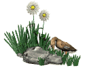 Imagen-animada-Pato-28.gif