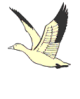 Imagen-animada-Pato-31.gif