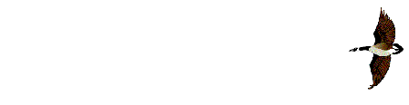 Imagen-animada-Pato-35.gif