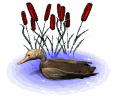 Imagen-animada-Pato-46.gif