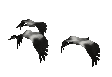 Imagen-animada-Pato-47.gif