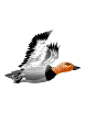 Imagen-animada-Pato-48.gif