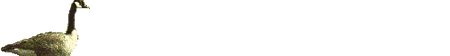 Imagen-animada-Pato-49.gif