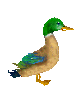Imagen-animada-Pato-61.gif