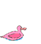 Imagen-animada-Pato-65.gif