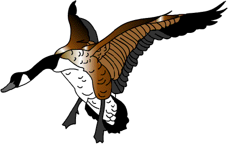Imagen-animada-Pato-70.gif