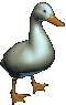 Imagen-animada-Pato-71.gif