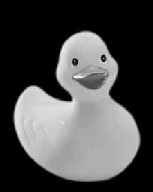 Imagen-animada-Pato-73.gif