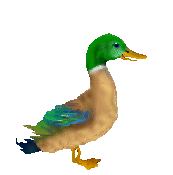 Imagen-animada-Pato-78.gif