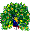 Imagen-animada-Pavo-real-01.gif