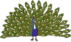 Imagen-animada-Pavo-real-03.gif