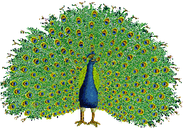 Imagen-animada-Pavo-real-05.gif