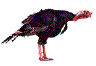 Imagen-animada-Pavo-02.gif