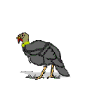 Imagen-animada-Pavo-06.gif