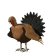 Imagen-animada-Pavo-15.gif
