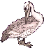 Imagen-animada-Pelicano-14.gif