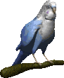 Imagen-animada-Periquito-01.gif