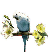 Imagen-animada-Periquito-02.gif
