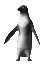 Imagen-animada-Pinguino-35.gif