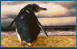 Imagen-animada-Pinguino-72.gif
